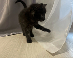 Кошки в Санкт-Петербурге: Котик маленький и очень послушный Мальчик, Бесплатно - фото 1
