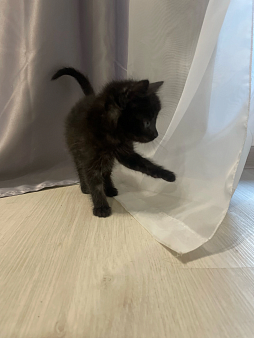 Котик маленький и очень послушный