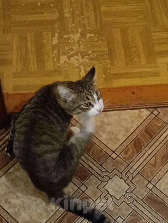Кошки в Набережных Челнах: Пропал Кот Мальчик, 20 000 руб. - фото 5