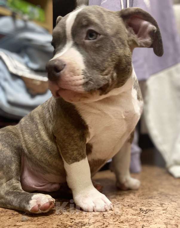 Собаки в Санкт-Петербурге: Щенок Мальчик, 100 000 руб. - фото 1