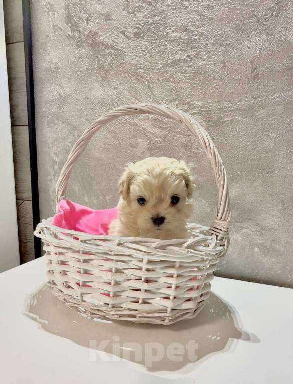 Собаки в Саратове: Девочка Мальтипу Девочка, 140 000 руб. - фото 2