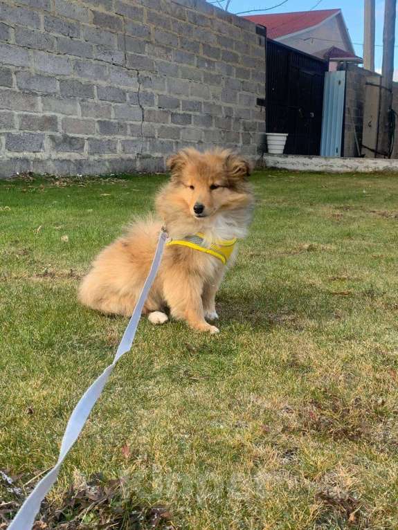 Собаки в Челябинске: Щенок Шелти 3 месяца Мальчик, 35 000 руб. - фото 1