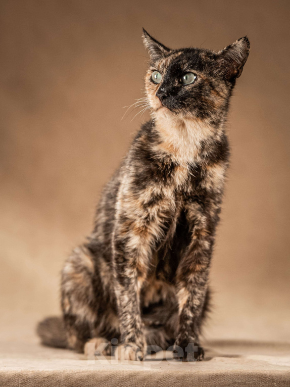 Кошки в Клине: Венеция — кошка в маске, полная контрастов Девочка, Бесплатно - фото 5