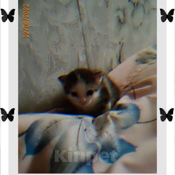 Кошки в Москве: Потерялся котёнок девочка 1 месяц тигриный окрас Девочка, 5 000 руб. - фото 1