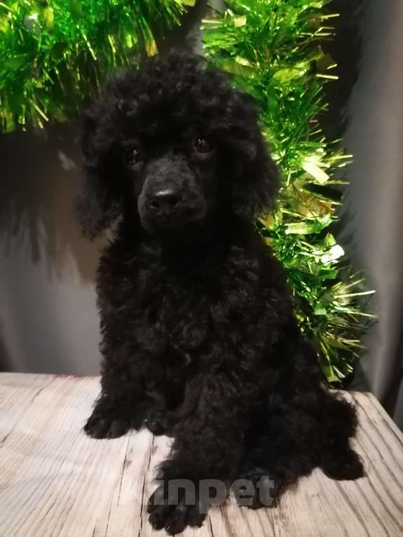 Собаки в Санкт-Петербурге: Щенки той пудель Мальчик, 55 000 руб. - фото 4