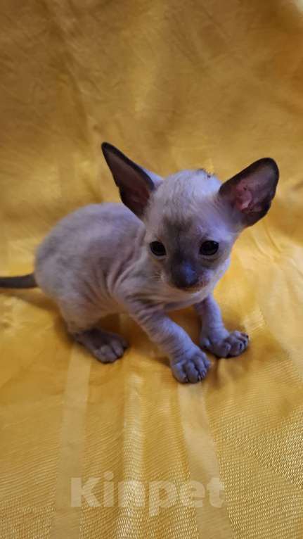 Кошки в Москве: Очень кудрявые Мальчик, 35 руб. - фото 2