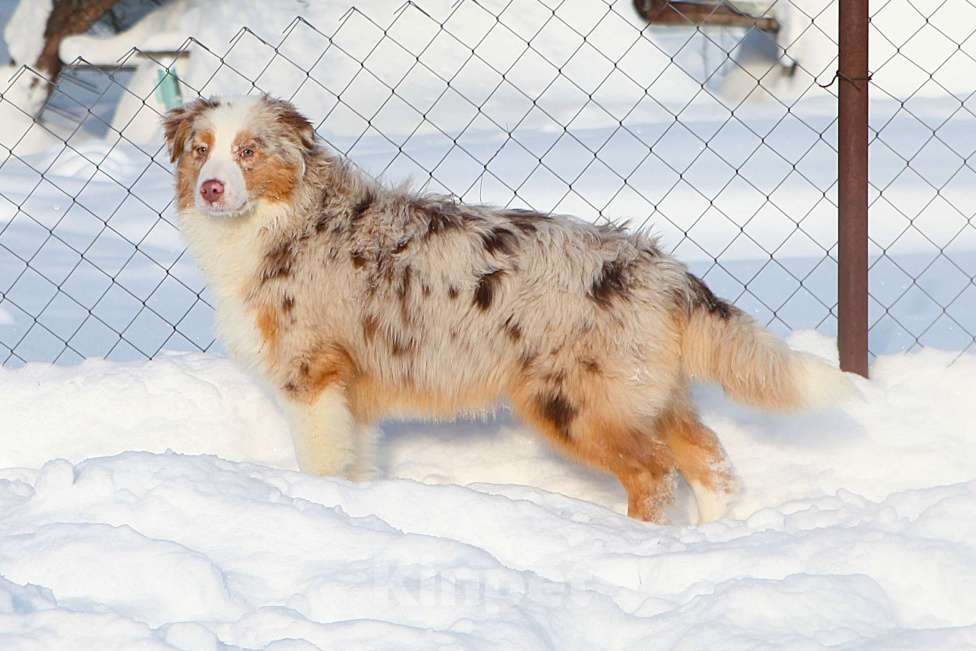 Собаки в других городах Владимирской области: щенок австралийской овчарки Девочка, 90 000 руб. - фото 1
