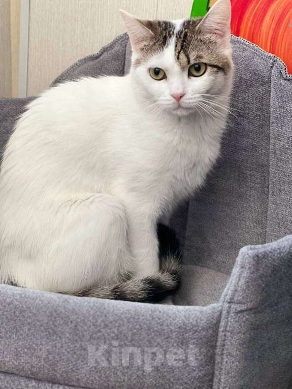 Кошки в Москве: Леон в добрые руки. Мальчик, Бесплатно - фото 4