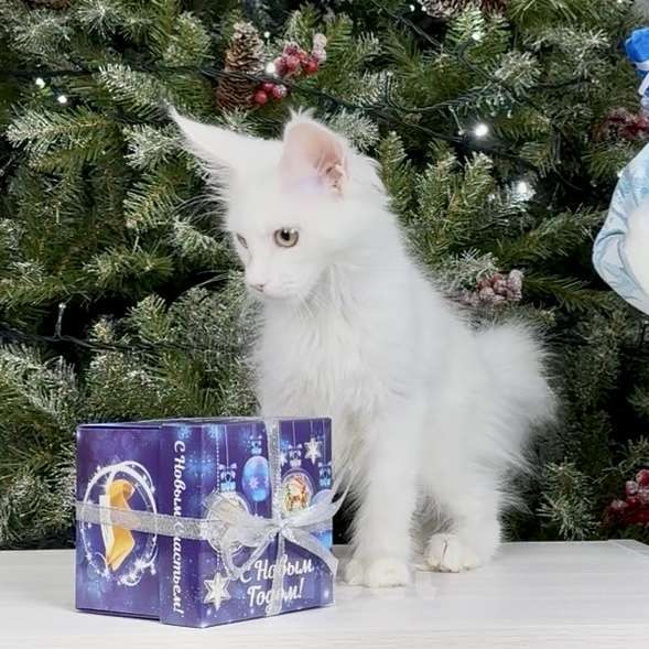 Кошки в других городах Московской области: Фиби Девочка, 55 000 руб. - фото 1