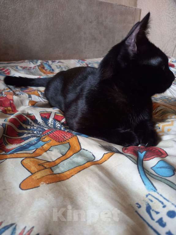 Кошки в Санкт-Петербурге: Бомбейский мальчик. Мальчик, 10 000 руб. - фото 4