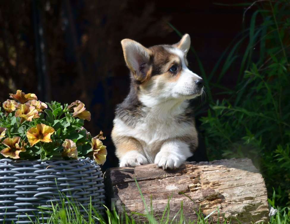 Собаки в Самаре: Великолепный щенок корги окрас триколор  Мальчик, 80 000 руб. - фото 9