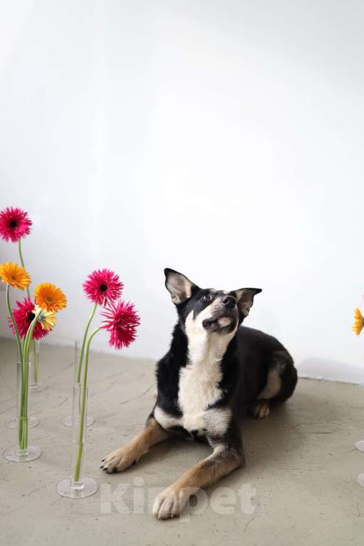 Собаки в Москве: Подросток Микка ждет свою семью Девочка, Бесплатно - фото 5