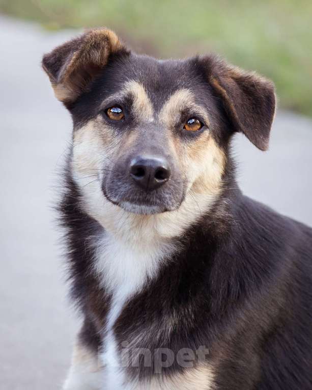 Собаки в Москве: Миниатюрная молодая девочка из приюта ищет дом Девочка, Бесплатно - фото 5