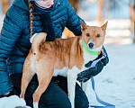 Собаки в Москве: Бассенджи в дар Мальчик, Бесплатно - фото 6