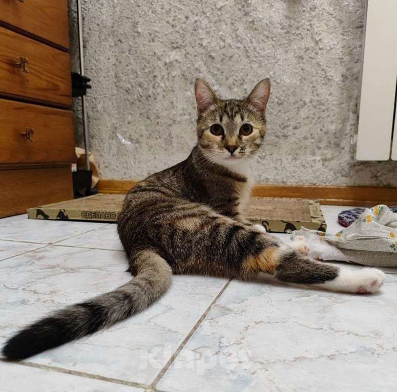 Кошки в Москве: Маруню никто не замечает  Девочка, Бесплатно - фото 2