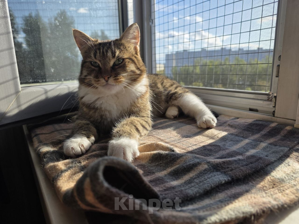 Кошки в Москве: Кошка в добрые руки Девочка, Бесплатно - фото 6