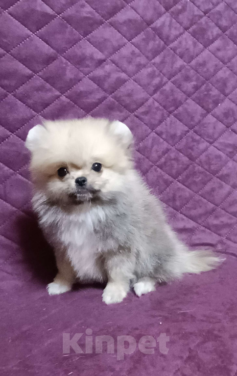 Собаки в Москве: Кукольный микро мальчик Мальчик, 30 000 руб. - фото 4