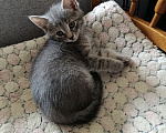 Кошки в Санкт-Петербурге: Котенок Девочка, Бесплатно - фото 3