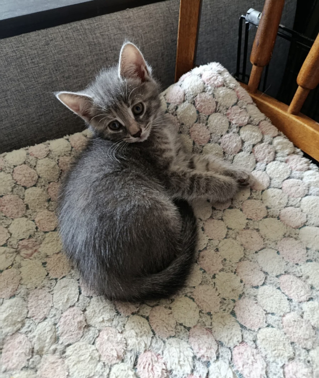Кошки в Санкт-Петербурге: Котенок Девочка, Бесплатно - фото 3