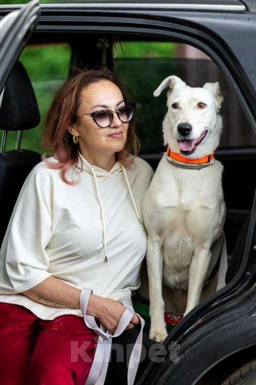 Собаки в Домодедово: Белая собачка Марта Девочка, Бесплатно - фото 4