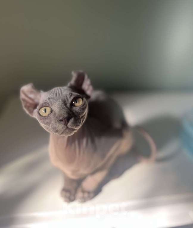 Кошки в Москве: Канадский сфинкс голубой  Девочка, Бесплатно - фото 3