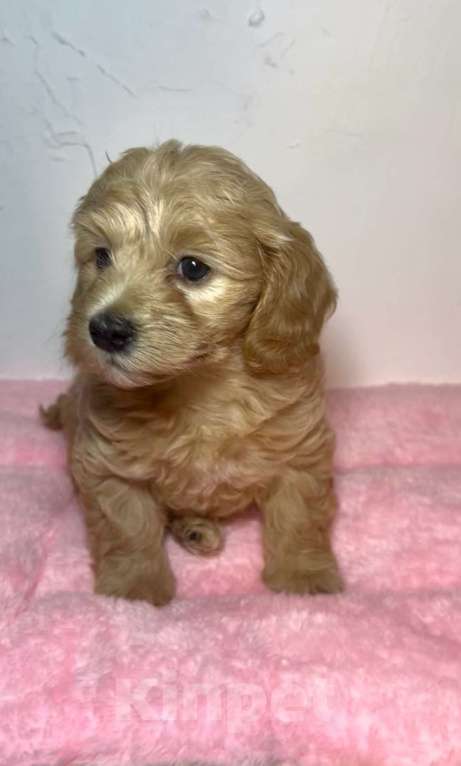 Собаки в Новосибирске: Мальтипу F1 девочка Девочка, 150 000 руб. - фото 2