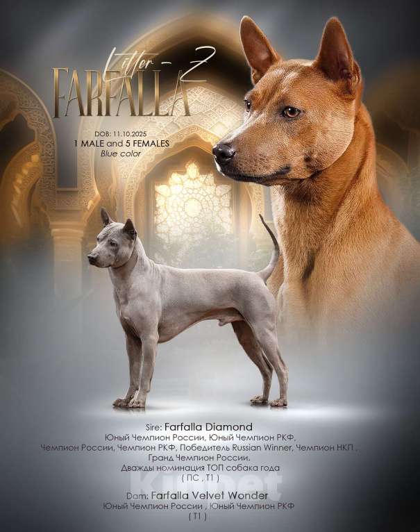 Собаки в других городах Московской области: Щенки Тайского Риджбека Девочка, Бесплатно - фото 2