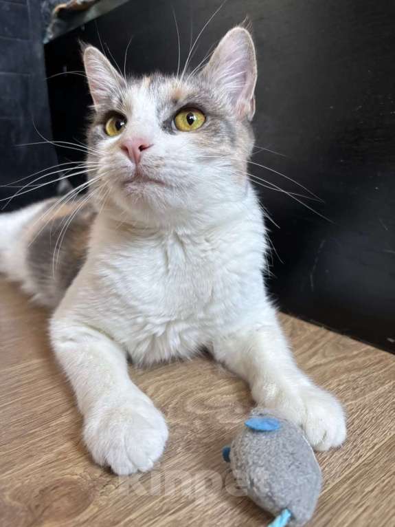 Кошки в Ростове-на-Дону: Кошечке - Трехцветочке срочно нужен дом Девочка, Бесплатно - фото 4