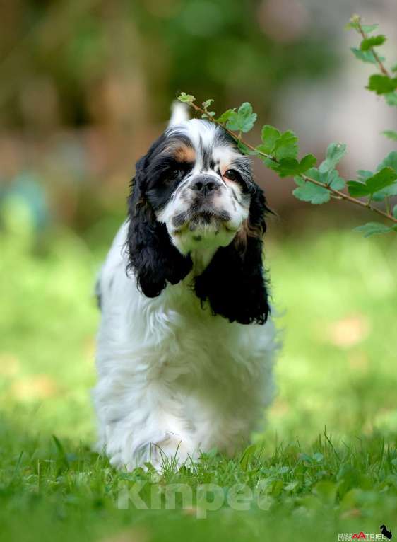 Собаки в Москве: Американский кокер-спаниель: будущий чемпион, отличные данные  Мальчик, 120 000 руб. - фото 6