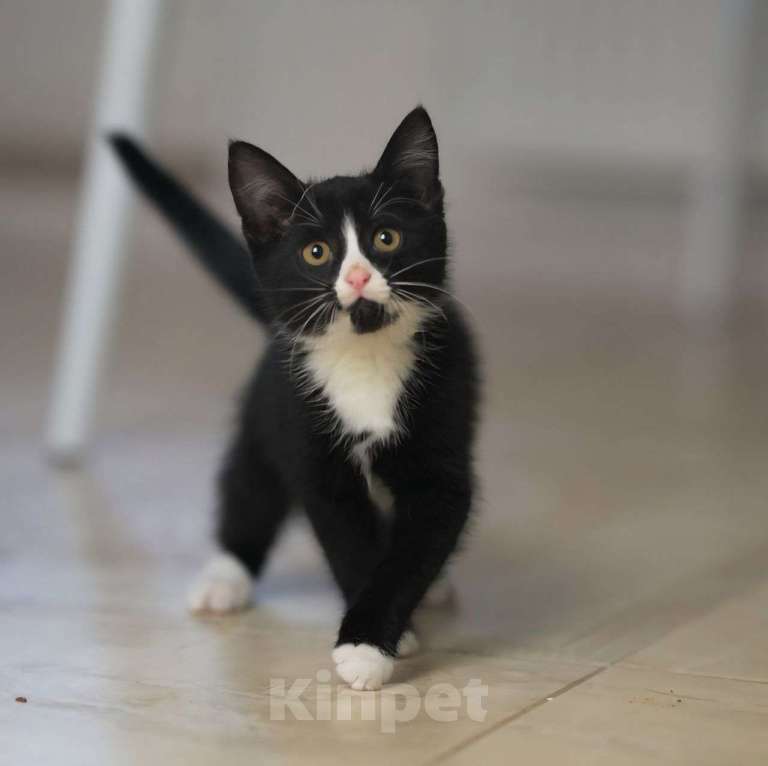 Кошки в Москве: Котенок с черным маркизным окрасом в добрые руки! Мальчик, Бесплатно - фото 1