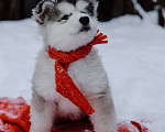 Собаки в Москве: Аляскинский маламут щенки Мальчик, 20 000 руб. - фото 9