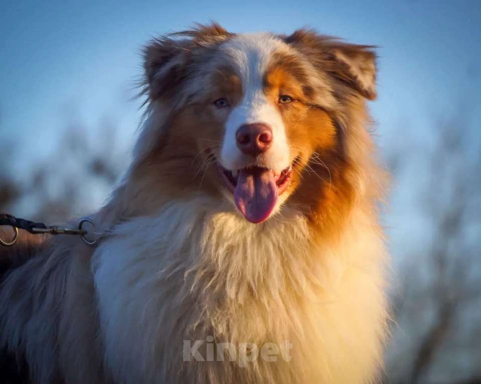 Собаки в Ейске: Отдам в заботливые руки Мальчик, Бесплатно - фото 5