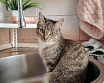 Кошки в Ангарске: Потерялась кошка Девочка, Бесплатно - фото 3