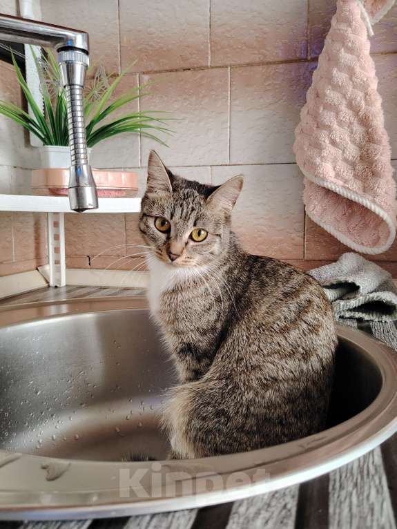 Кошки в Ангарске: Потерялась кошка Девочка, Бесплатно - фото 3
