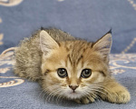 Кошки в Ростове-на-Дону: Шотландские прямоухие котята Разнополые, 8 000 руб. - фото 5