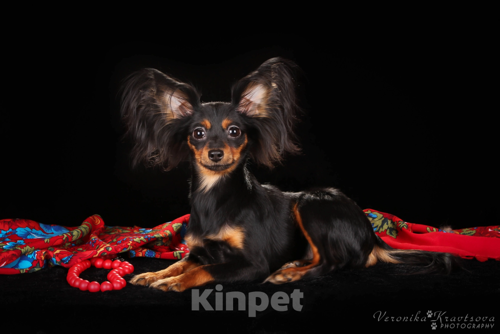 Собаки в Сосновом Бору: Микро девочка Глаша Девочка, 70 000 руб. - фото 6