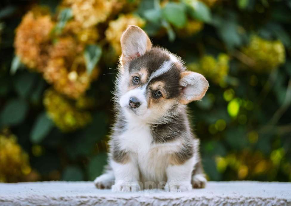 Собаки в Новосибирске: Вельш Корги Пемброк Динь-Динь Девочка, 65 000 руб. - фото 1