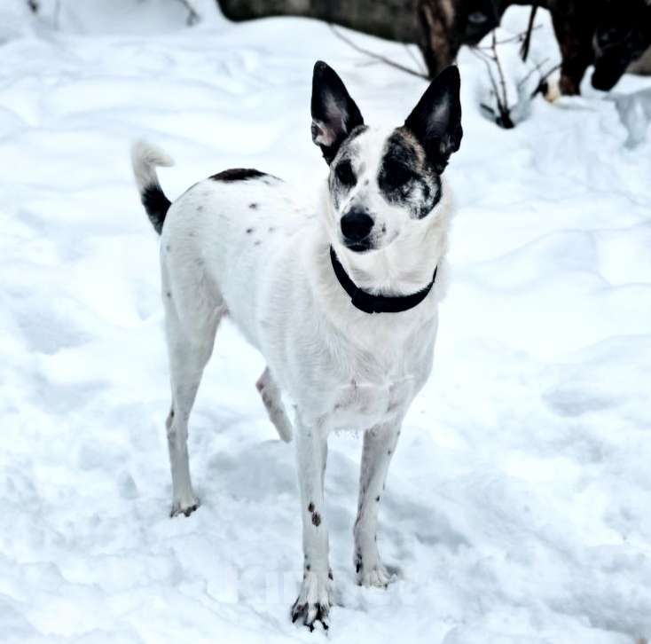 Собаки в Москве: Спасите Бэль от приюта! Девочка, Бесплатно - фото 2