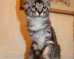 Кошки в Тольятти: Мейн-кун, 15 000 руб. - фото 3