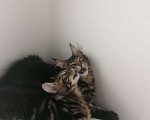 Кошки в Краснодаре: Мейн-куны с документами Мальчик, 15 000 руб. - фото 4