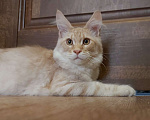 Кошки в Санкт-Петербурге: Котик мейн-кун  Мальчик, 40 000 руб. - фото 1