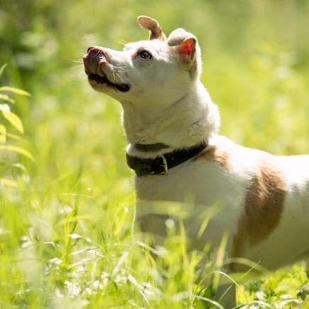 Собаки в Москве: Помогите Рэю обрести семью! Мальчик, Бесплатно - фото 4