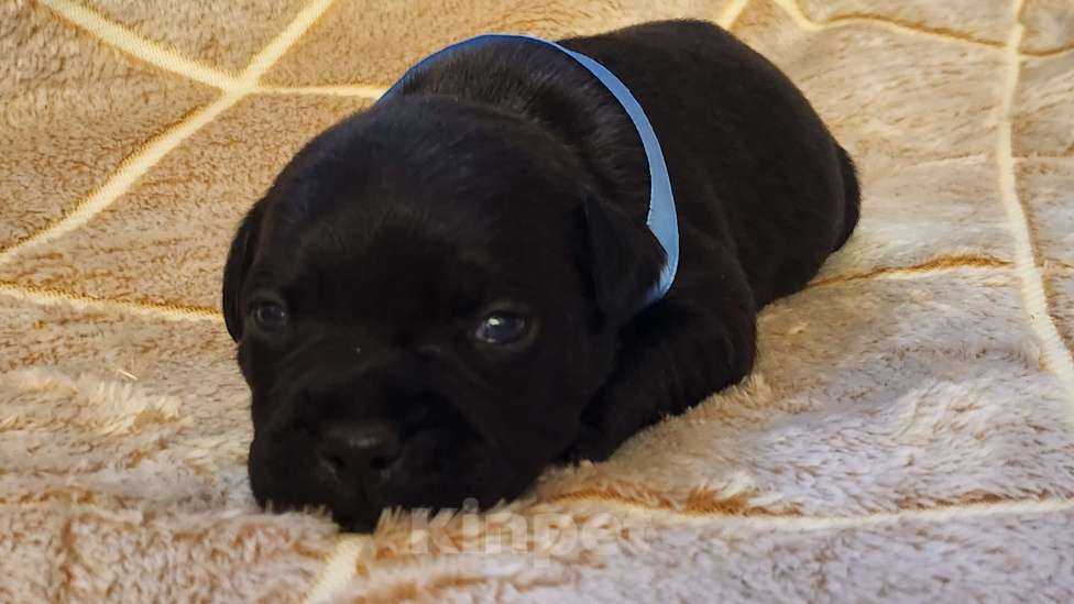 Собаки в Москве: Стаффорлширский бультерьер  Девочка, 60 000 руб. - фото 1