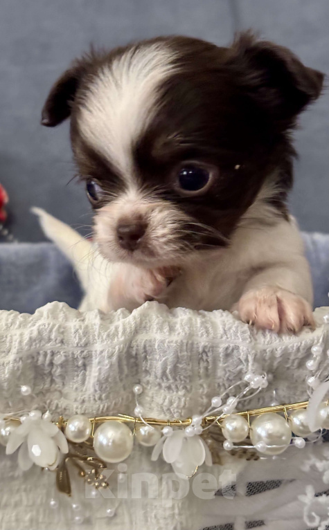 Собаки в Москве: Мини чихуахуа  Мальчик, 120 000 руб. - фото 1