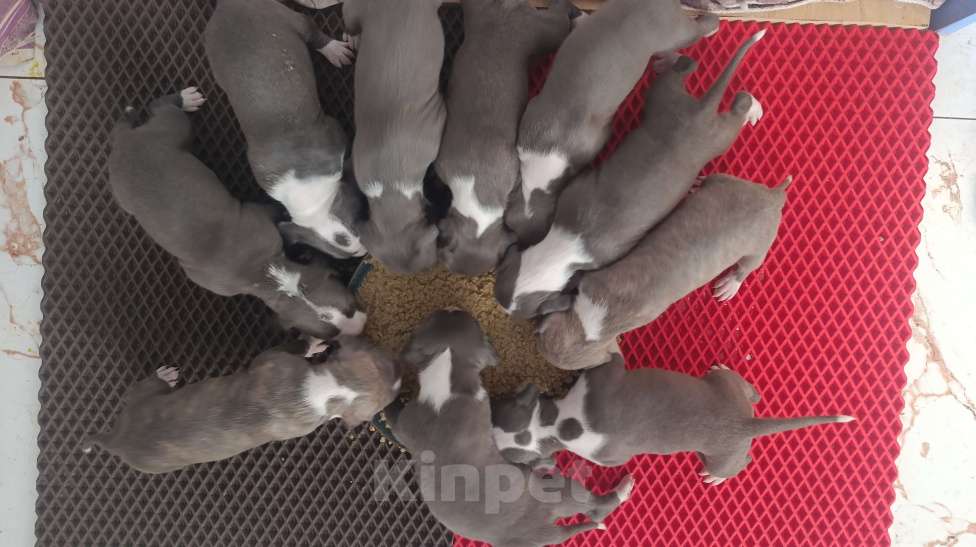 Собаки в Липецке: Голубые щенки АМСТАФФА  Мальчик, 60 000 руб. - фото 9