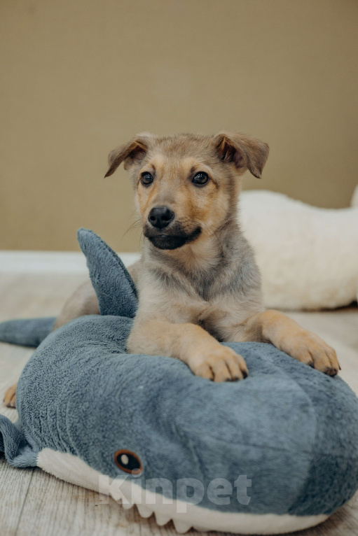 Собаки в Раменском: Щенок Арахис в добрые руки Мальчик, Бесплатно - фото 3