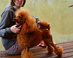 Собаки в Новороссийске: Той пудель красный (вязка) Мальчик, 30 000 руб. - фото 4