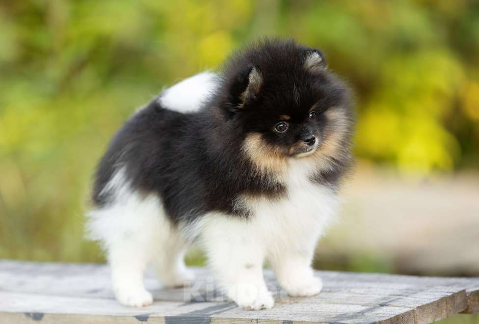 Собаки в Пушкино: Щенок триколор Мальчик, 110 000 руб. - фото 3