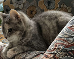 Кошки в Санкт-Петербурге: Кошка Мира в семью Девочка, Бесплатно - фото 2