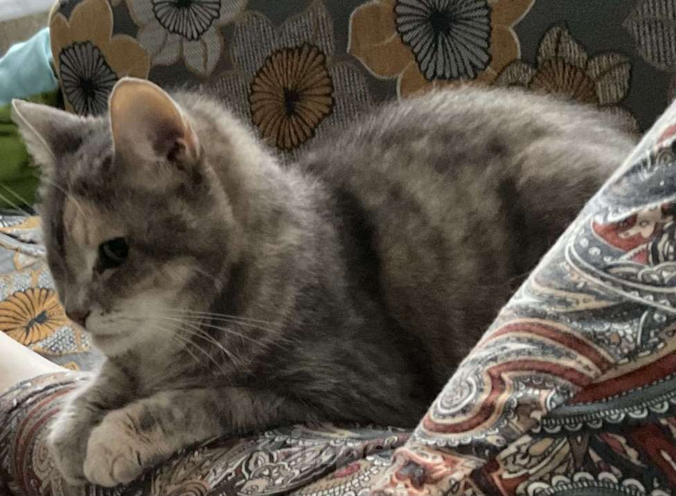 Кошки в Санкт-Петербурге: Кошка Мира в семью Девочка, Бесплатно - фото 2